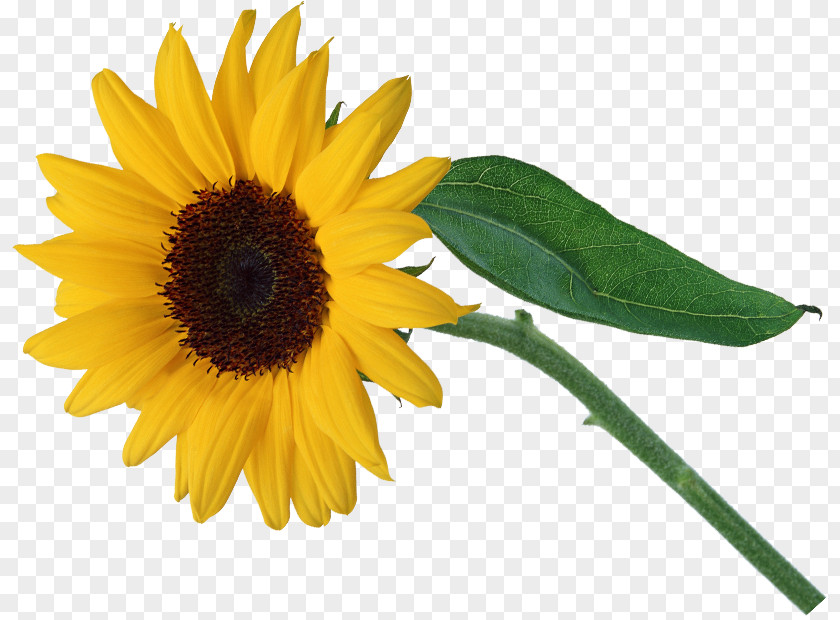 Flower Common Sunflower Petal PNG