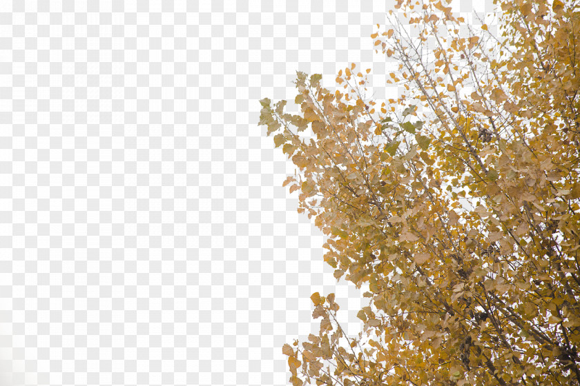 Ginkgo Tree Material Biloba Leaf PNG