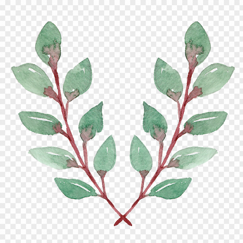 Green Foliage Illustration Television Leaf Image PNG