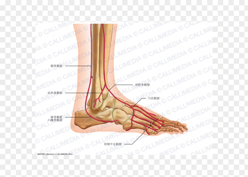 Nervous System Thumb Foot Dorsalis Pedis Artery Anterior Tibial PNG