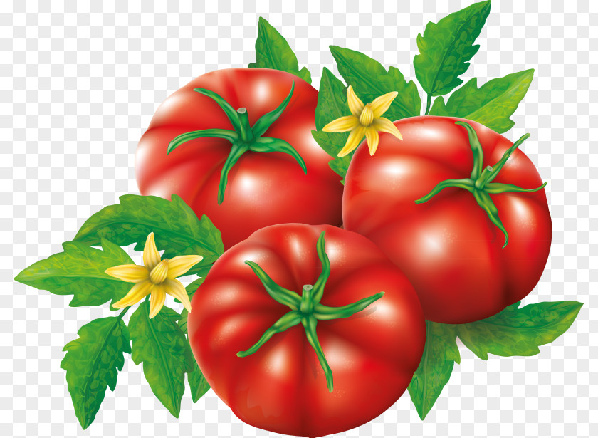 Tomato Plum Bush Patty Pan Vegetable PNG