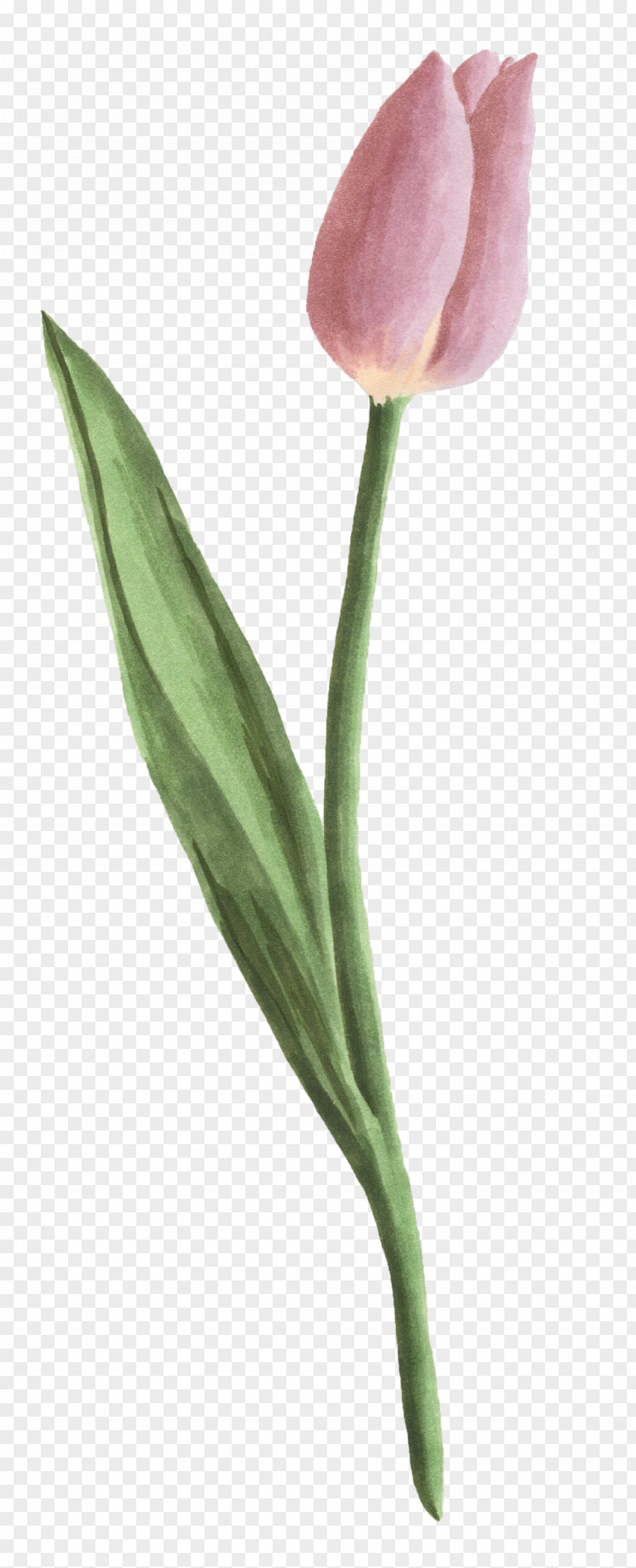 Tulip Petal PNG