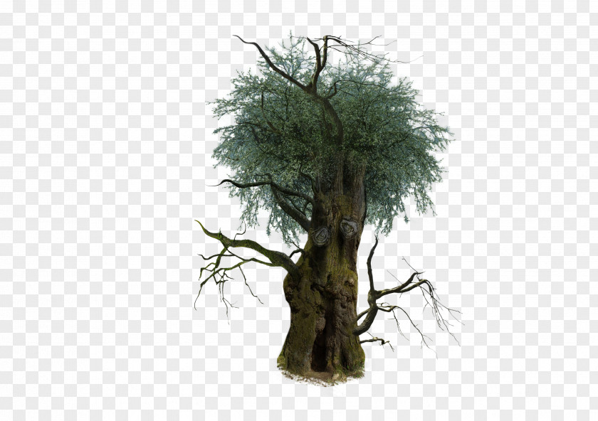3D Trees Tree Oak Clip Art PNG