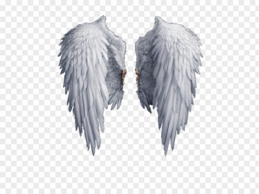 Angel Wings Stock Photography Drawing Clip Art PNG