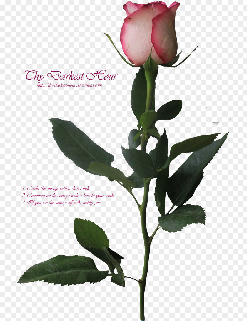 Flower Garden Roses Centifolia Plant Stem Clip Art PNG