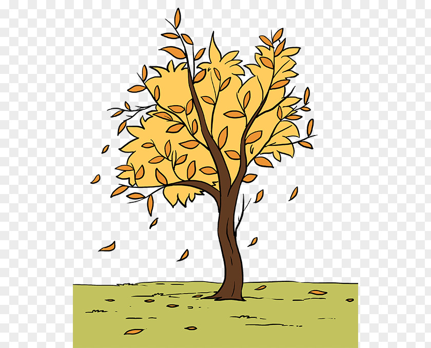 Planetree Family Trunk Tree Drawing PNG