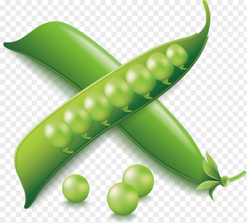 Snow Peas Vegetable Euclidean Vector Icon PNG