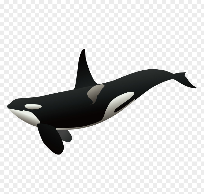 Whale Killer Clip Art PNG