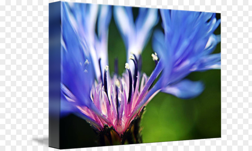 Cornflower Blue Fine Art Photography PNG