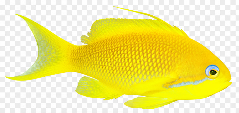 Fish Goldfish Lossless Compression Coral Reef PNG