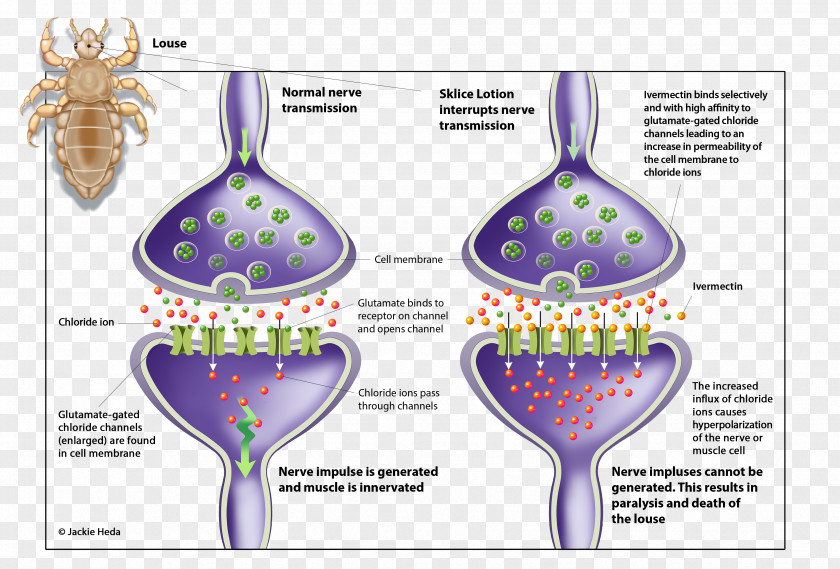 Ivermectin Louse Chloride Channel Avermectin Glutamate PNG