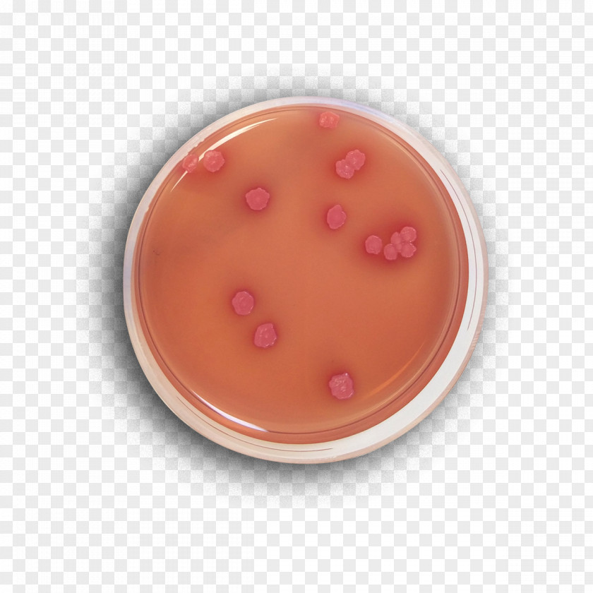 MacConkey Agar Growth Medium XLD Trypticase Soy PNG