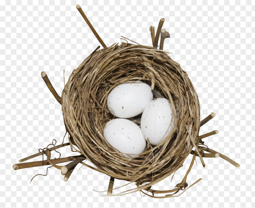 Nest Eggs Bird Egg PNG