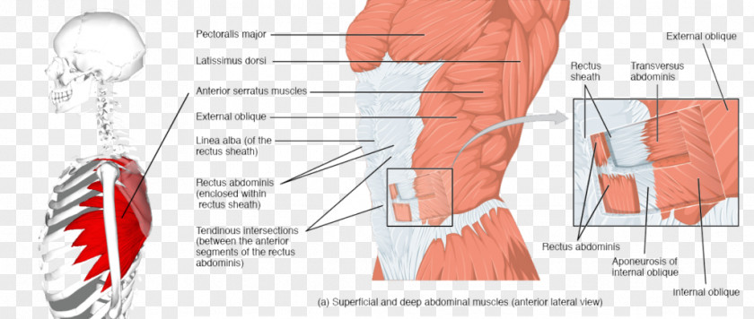 Rectus Abdominis Muscle Abdominal Wall Abdomen Transverse PNG