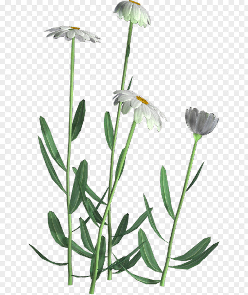 Flower Leaf Herbaceous Plant Tree Chrysanthemum ×grandiflorum PNG