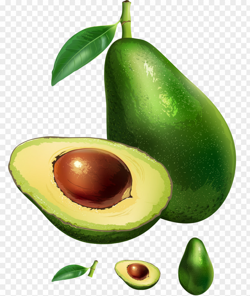 Painted Avocado Green Fruits Royalty-free Stock Photography Illustration PNG