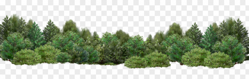 Shrub Bushes Tree Garden Desktop Wallpaper PNG