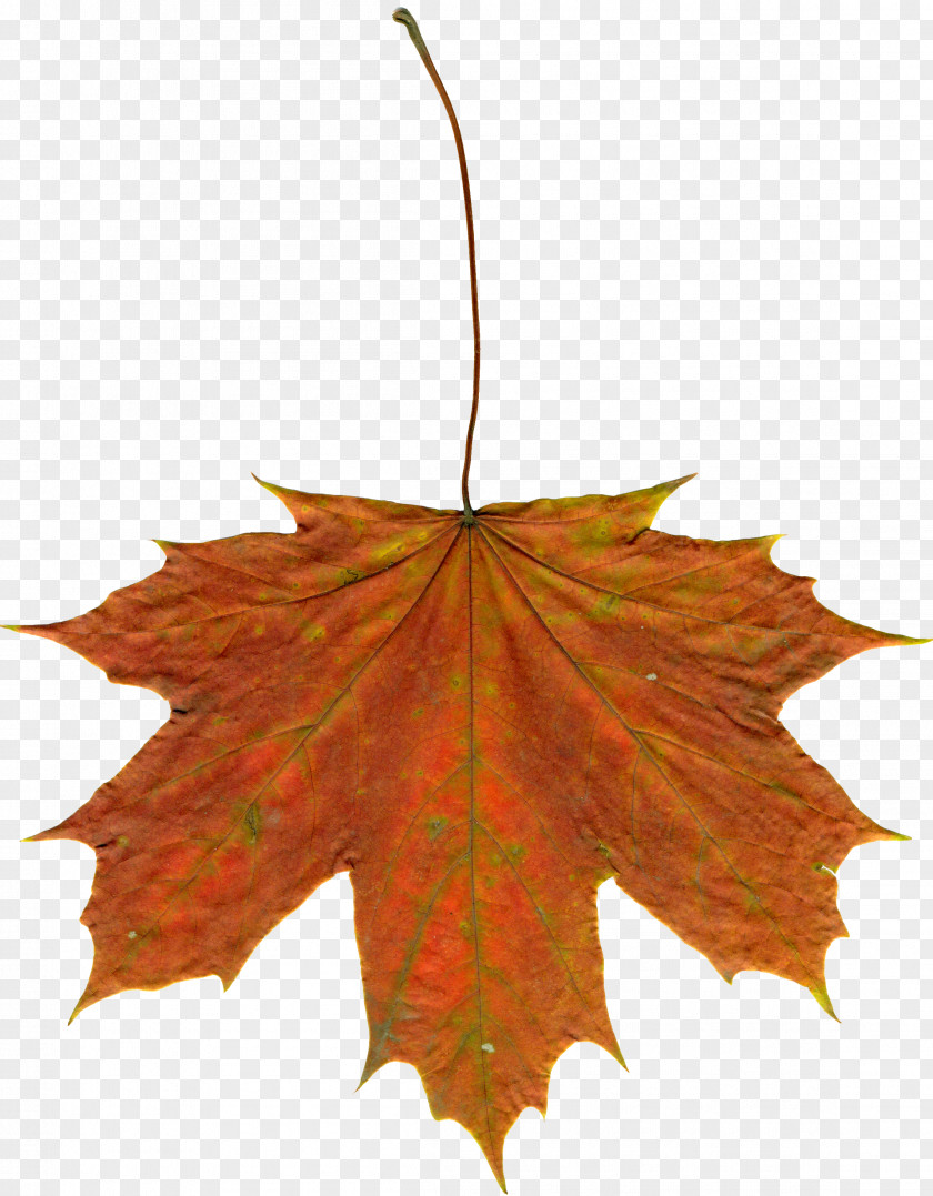 Autumn Drawing Leaf Color Clip Art PNG