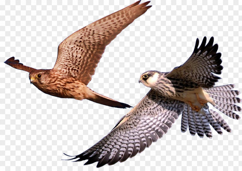 Falcon Birds Animals Bird Hawk Eagle PNG