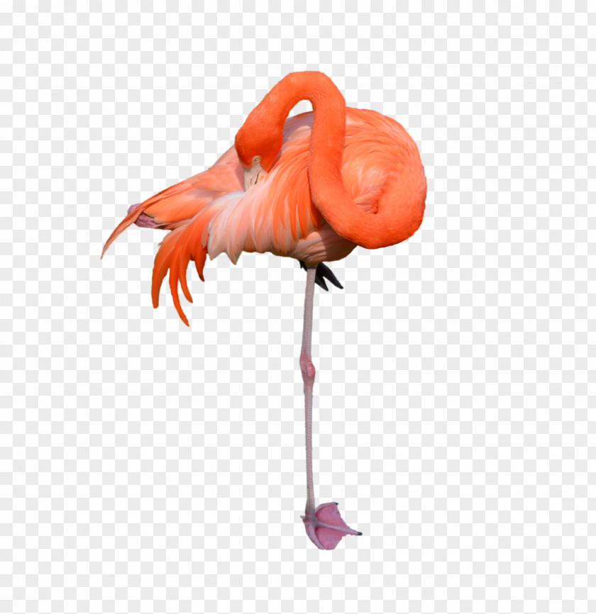 Flamingo Printing Poster Printmaking PNG