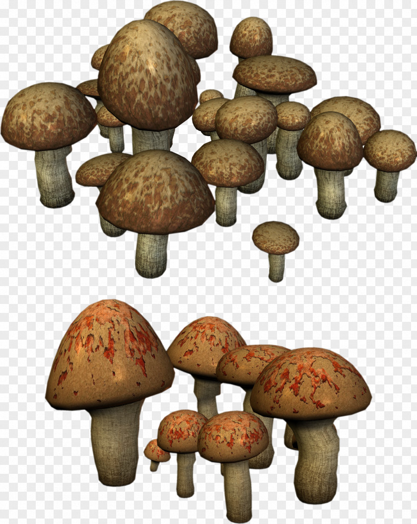 Mushroom Shiitake Fungus Medicinal Fungi Matsutake PNG