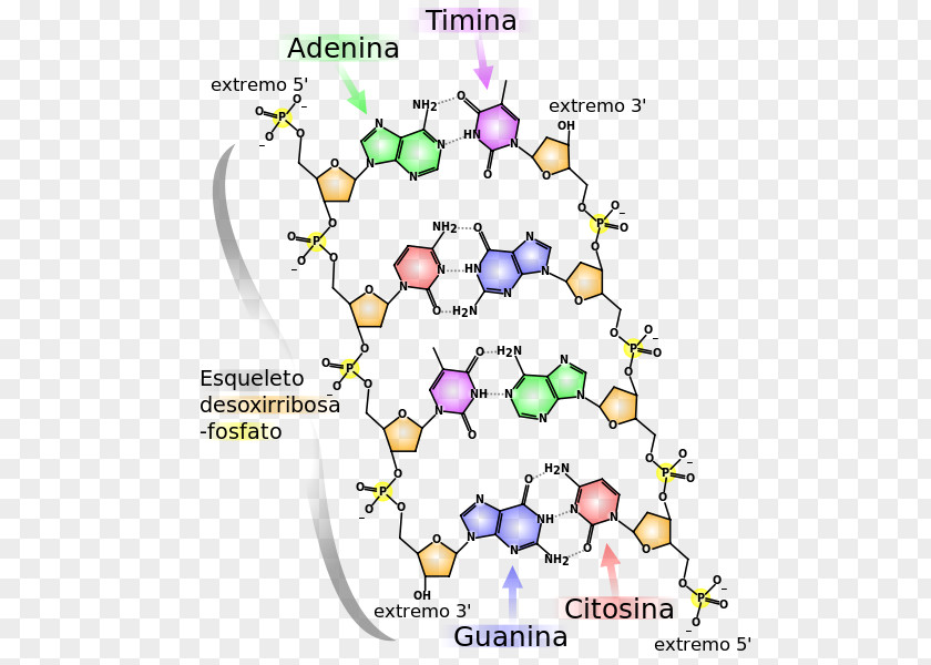 Science The Double Helix: A Personal Account Of Discovery Structure DNA Molecular Nucleic Acids: For Deoxyribose Acid Molecule PNG