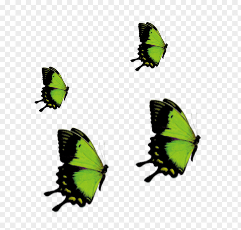 Vector,butterfly,Dancing Butterflies Butterfly Nymphalidae PNG