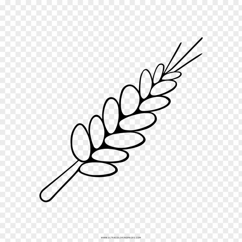 Wheat Drawing Coloring Book Ear PNG