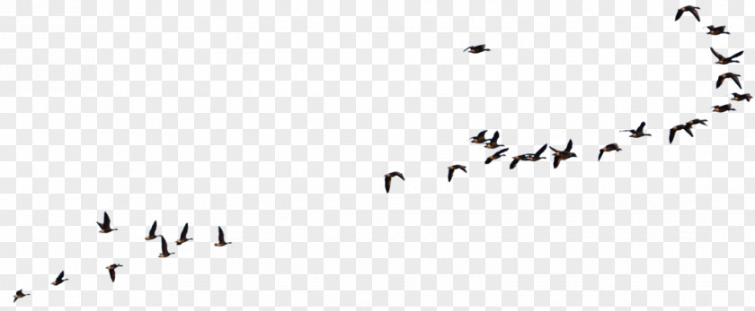 Bird Goose American Crow Flight PNG