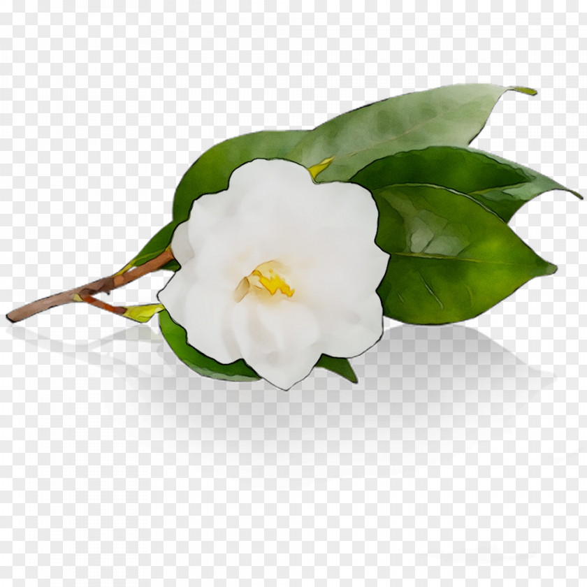 Camellia PNG