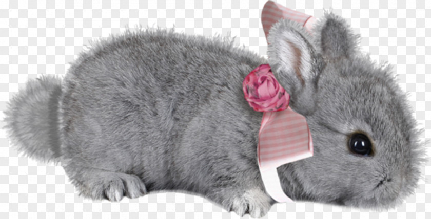 Cute Little Gray Rabbit Domestic Hare White Clip Art PNG