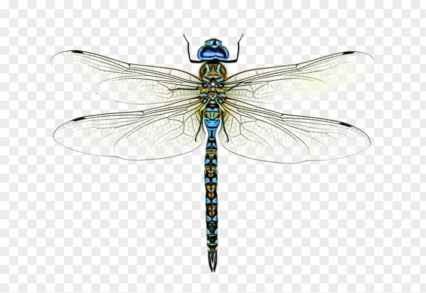 Dragonfly Broad-bodied Chaser Damselflies Beetles Cordulegaster Heros PNG