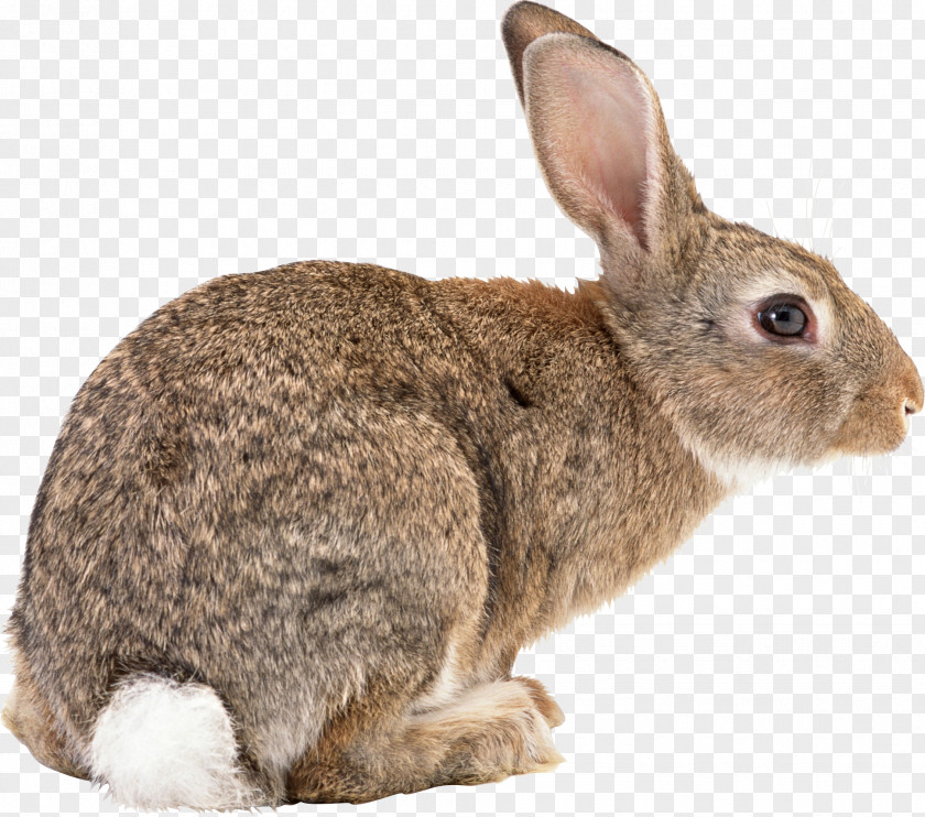 Rabbit Image Flemish Giant Californian Angora New Zealand Red White PNG