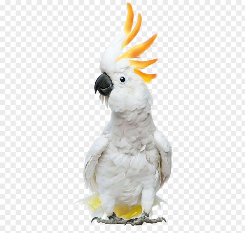 Cat Cockatoos: Cockatoo Facts & Information, Where To Buy, Health, Diet, Lifespan, Types, Breeding, Fun And More! A Complete Pet Guide Cockatiel Sulphur-crested PNG