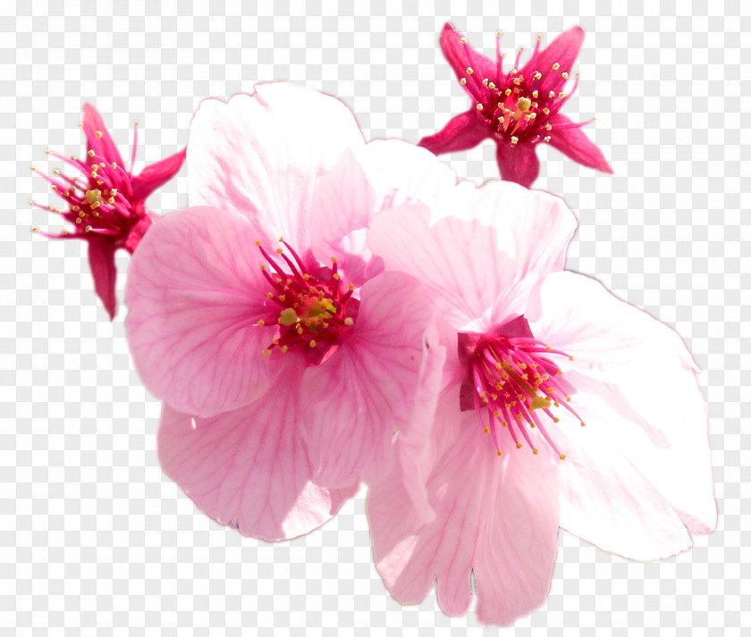 Cherry Flower Blossom ST.AU.150 MIN.V.UNC.NR AD Pink M PNG