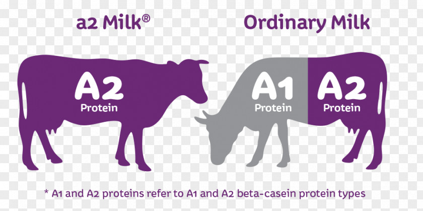 Fresh Picking Cattle The A2 Milk Company Casein PNG