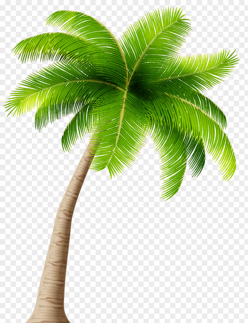 Palm Tree Caladesi RV Park Arecaceae Clip Art PNG