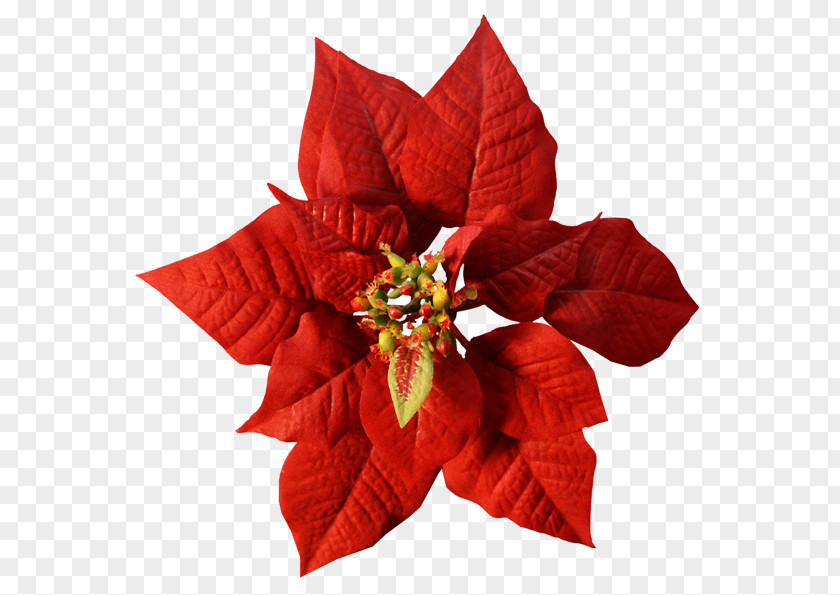 Reflexion Poinsettia Flower Christmas Red Color PNG