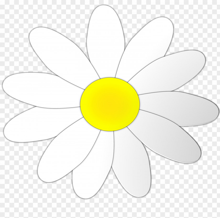Daisy Family Wildflower Flower Watercolor PNG