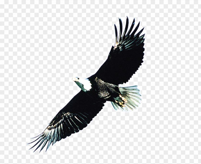 Eagle Wings Bald Atlxe9tico Clube Juventus PNG