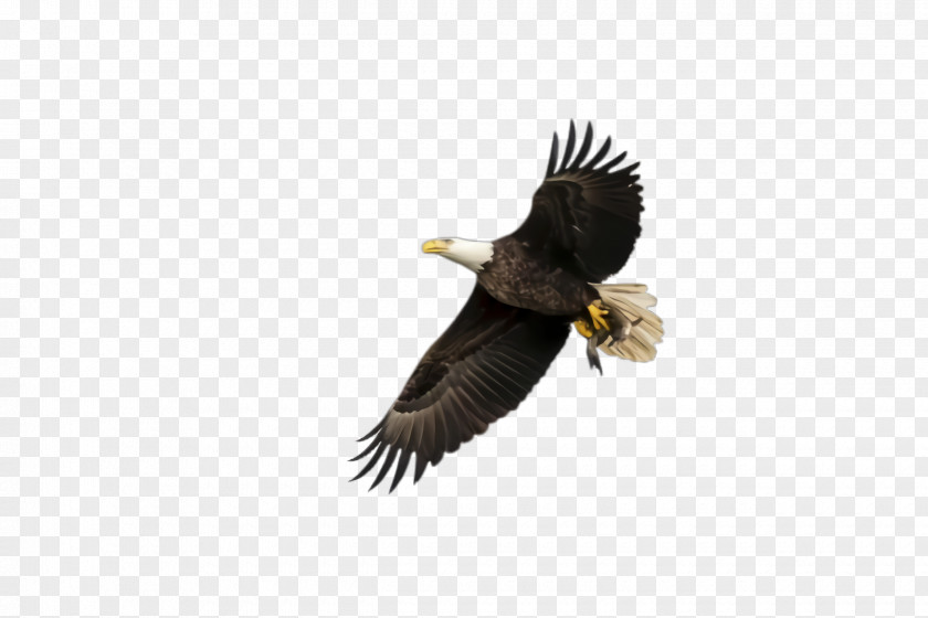 Falconiformes Sea Eagle Flying Bird Background PNG