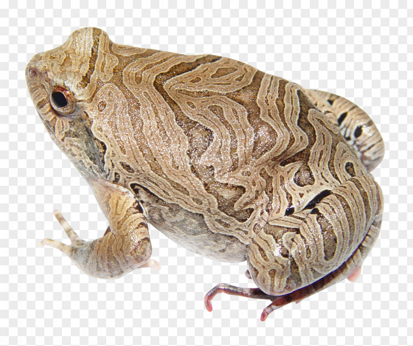 Frog American Bullfrog Icon PNG