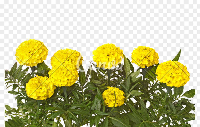 Marigold Mexican Yellow Flower White Leaf PNG