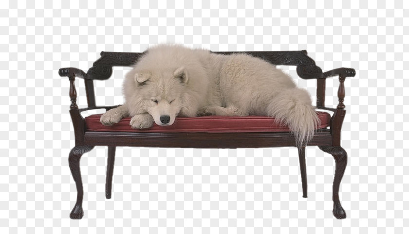 Pastore Maremmano Samoyed Dog Photography Fur Laika Chair PNG