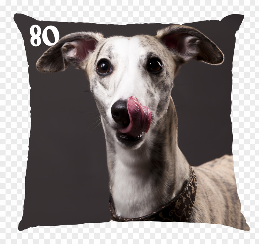 Quick As A Dog Can Lick Dish The Whippet Greyhound Breed Stock Photography PNG
