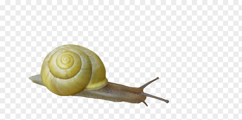 Snail Image Orthogastropoda Insect PNG
