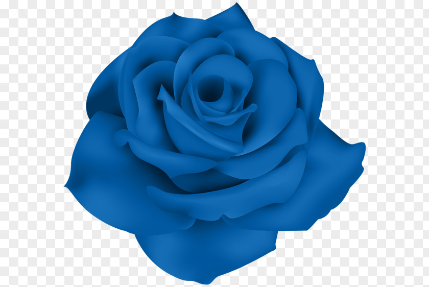 Snowdrop Centifolia Roses Flower Garden Blue Rose Clip Art PNG