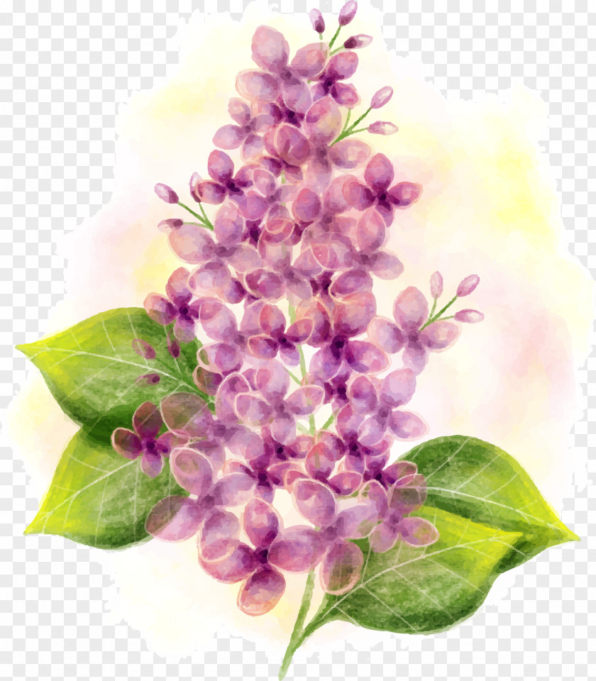 Vector Hand-painted Watercolor Lilac Painting Flower PNG