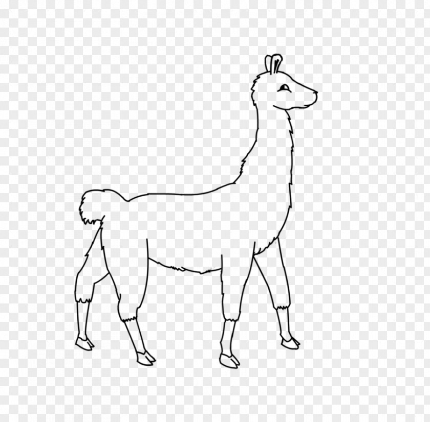 Giraffe Line Art Llama Camel Drawing PNG