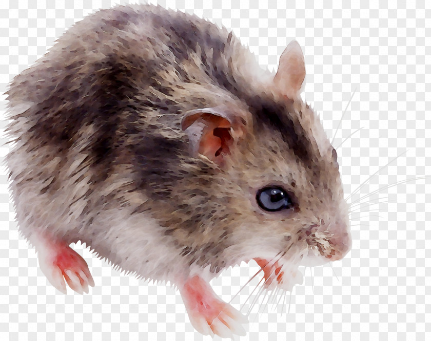 Hamster Gerbil Biology Whiskers Cell PNG